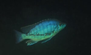 Caprichromis liemi 'Boadzulu Island'