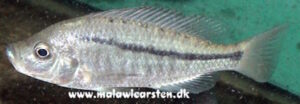 Caprichromis orthognathus