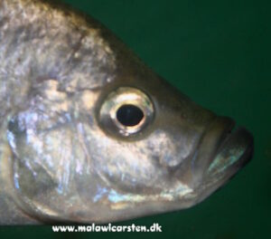 Caprichromis orthognathus 'Senga Bay'