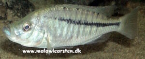 Caprichromis orthognathus - Galerie Caprichromis orthognathus 'Senga Bay'
