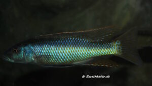 Champsochromis caeruleus 'Itungi'