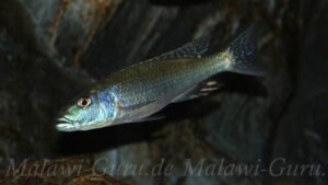 Champsochromis caeruleus 'Itungi''Itungi' Champsochromis caeruleus 'Itungi'