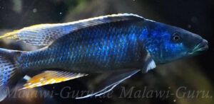 Champsochromis caeruleus 'Namalenje Island'