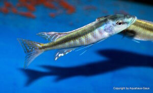 Champsochromis caeruleus 'Namalenje Island'