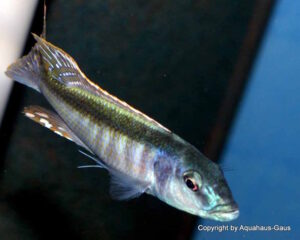 Champsochromis caeruleus 'Namalenje Island'