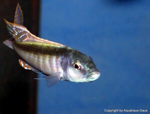 Champsochromis caeruleus 'Namalenje Island'