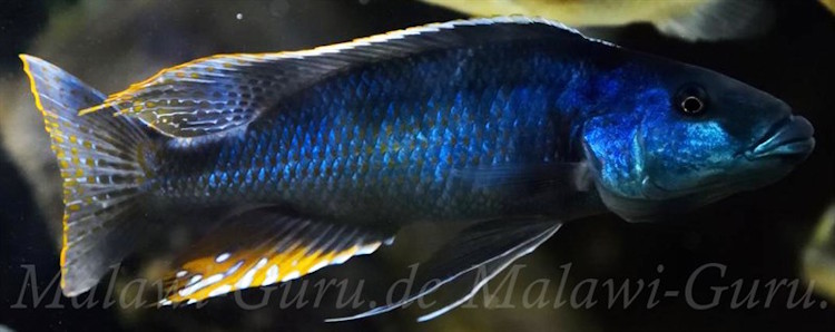 Champsochromis caeruleus 'Namalenje Island''Namalenje Island' Champsochromis caeruleus