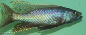 Champsochromis caeruleus 'Nkhata Bay''Nkhata Bay' Champsochromis caeruleus