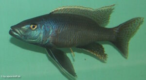 Champsochromis caeruleus 'Nkhata Bay'