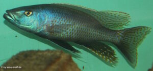 Champsochromis caeruleus 'Nkhata Bay' - Galerie Champsochromis caeruleus 'Nkhata Bay'