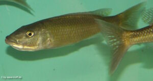 Champsochromis caeruleus 'Nkhata Bay'