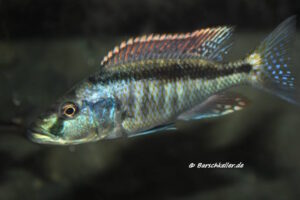 Champsochromis spilorhynchus 'Mazinzi Reef''Mazinzi Reef' Champsochromis spilorhynchus