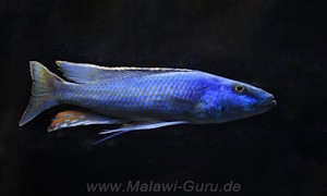 Champsochromis spilorhynchus