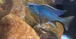 Champsochromis spilorhynchus 'Mazinzi Reef''Mazinzi Reef' Champsochromis spilorhynchus 'Mazinzi Reef'