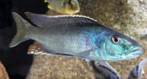 Champsochromis spilorhynchus 'Mazinzi Reef'