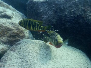 Coptodon rendalli 'Chiloelo'