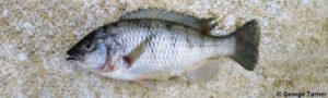 Corematodus shiranus 'Monkey Bay' Corematodus shiranus