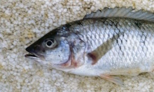 Corematodus shiranus