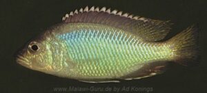Corematodus taeniatus - Galerie Corematodus-Arten-Galerie