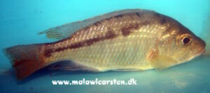 Corematodus taeniatus 'Mazinzi Reef'