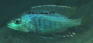 Corematodus taeniatus 'Mazinzi Reef'