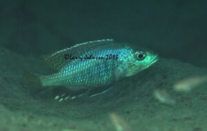 Corematodus taeniatus 'Mazinzi Reef'