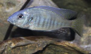 Ctenopharynx intermedius 'Makokola Reef'