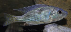 Ctenopharynx intermedius