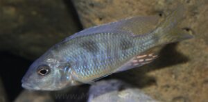 Ctenopharynx intermedius