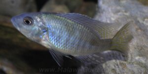 Ctenopharynx intermedius 'Makokola Reef'