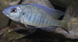 Ctenopharynx intermedius - Galerie Ctenopharynx intermedius 'Makokola Reef'