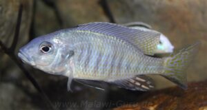 Ctenopharynx intermedius 'Makokola Reef'