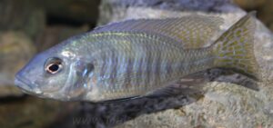 Ctenopharynx intermedius 'Makokola Reef'