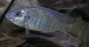 Ctenopharynx intermedius 'Makokola Reef'