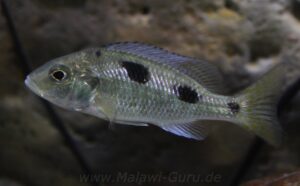 Ctenopharynx intermedius 'Makokola Reef'