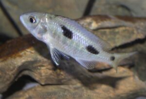 Ctenopharynx intermedius 'Makokola Reef'