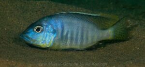 Ctenopharynx pictus 'Liwani'