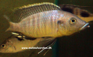 Ctenopharynx pictus 'Maleri Island'