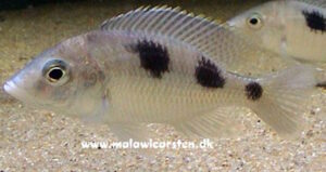 Ctenopharynx pictus 'Malerei Island'