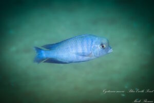 Cyrtocara moorii 'Blue Earth Point''Blue Earth Point' Cyrtocara moorii