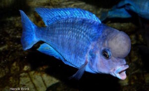 Cyrtocara moorii 'Chilumba''Chilumba' Cyrtocara moorii 'Chilumba'