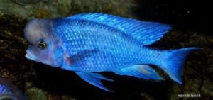 Cyrtocara moorii 'Chilumba'