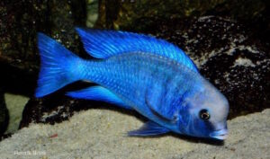 Cyrtocara moorii 'Chilumba'