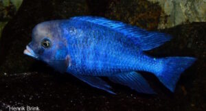 Cyrtocara moorii 'Chilumba'