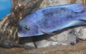 Cyrtocara moorii 'Likoma Island'