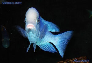 Cyrtocara moorii 'Malope'