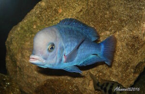 Cyrtocara moorii 'Malope''Malope' Cyrtocara moorii 'Malope'