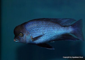 Cyrtocara moorii