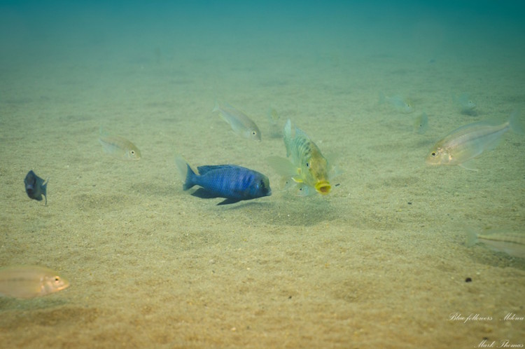 Cyrtocara moorii 'Mdowe''Mdowe' Cyrtocara moorii 'Mdowe'