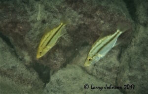 Dimidiochromis compressiceps 'Chilongo Bay''Chilongo Bay' Dimidiochromis compressiceps 'Chilongo Bay'